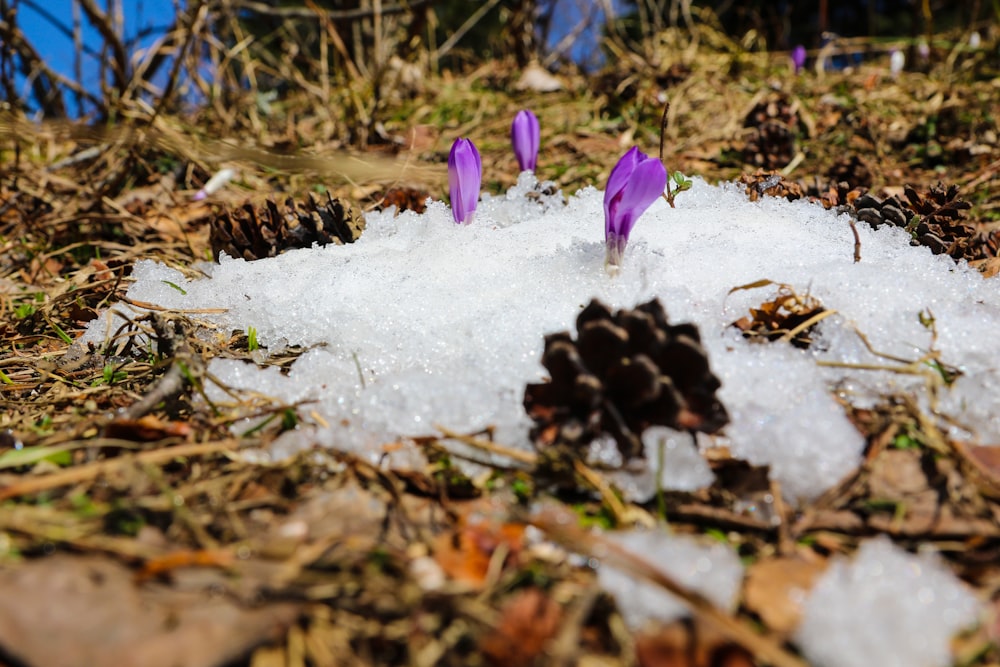 purple crocus flower in bloom during daytime