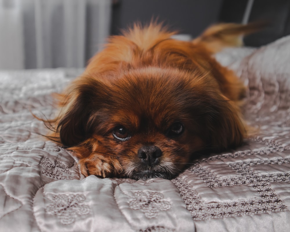 brown long haired small dog lying on white and black textile
