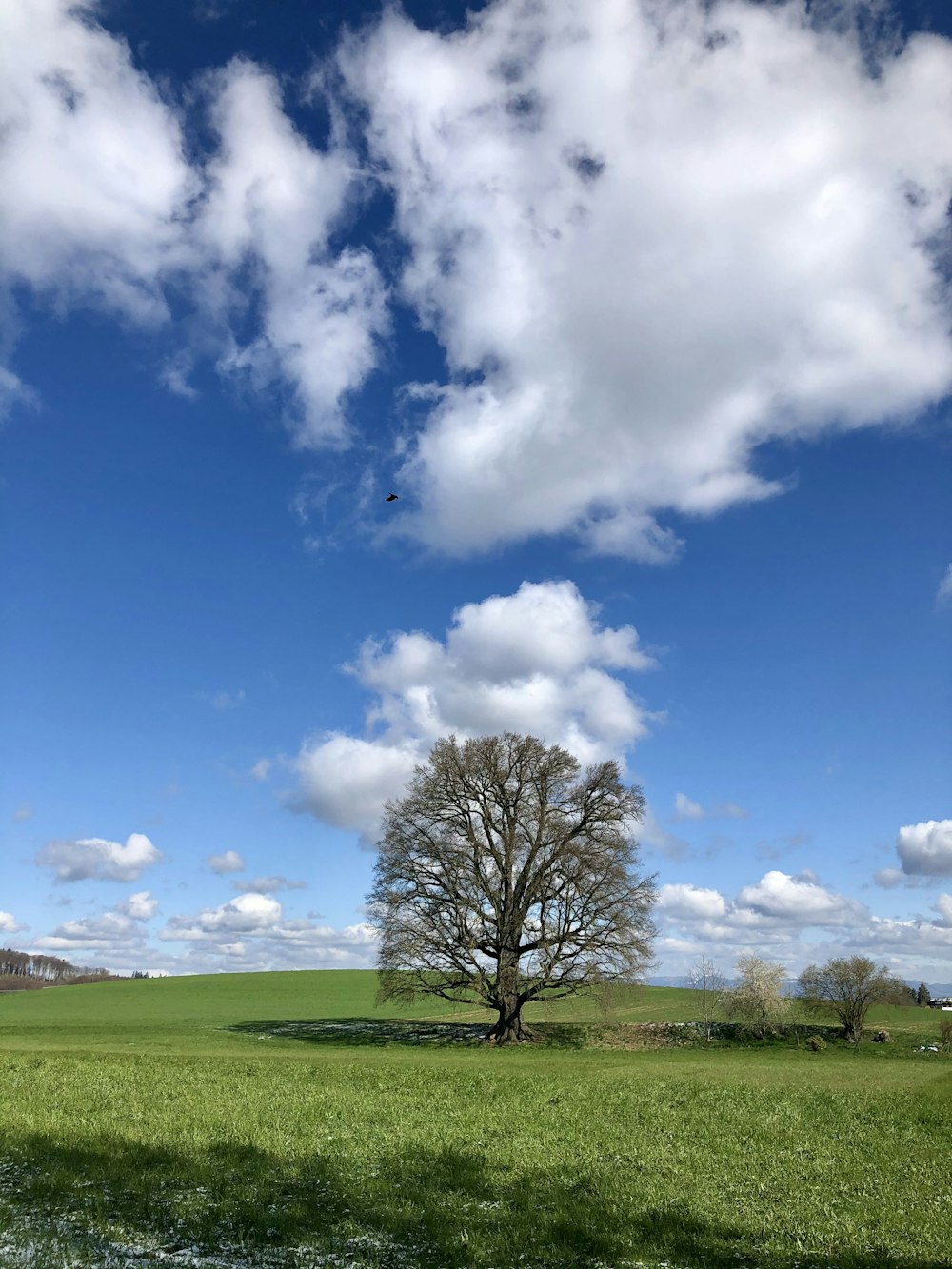 Blattloser Baum auf grünem Grasfeld unter blau-weißem bewölktem Himmel tagsüber