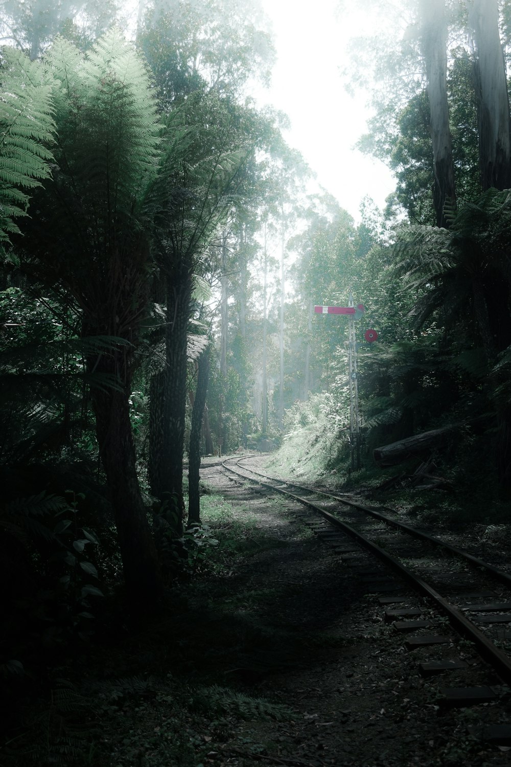 alberi verdi sulla foresta durante il giorno