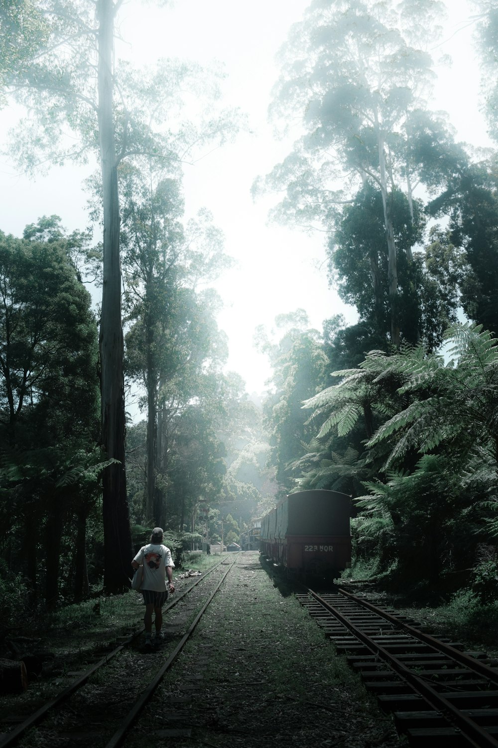 persone che camminano sul sentiero tra gli alberi durante il giorno