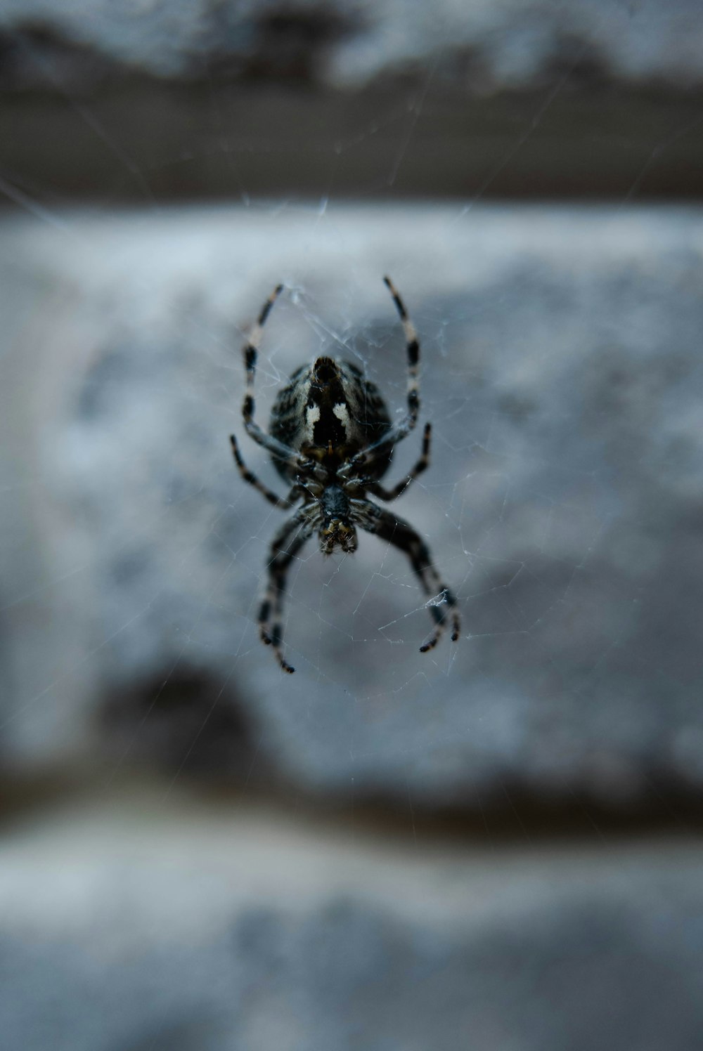 Ragno marrone e nero sulla ragnatela nella fotografia ravvicinata durante il giorno