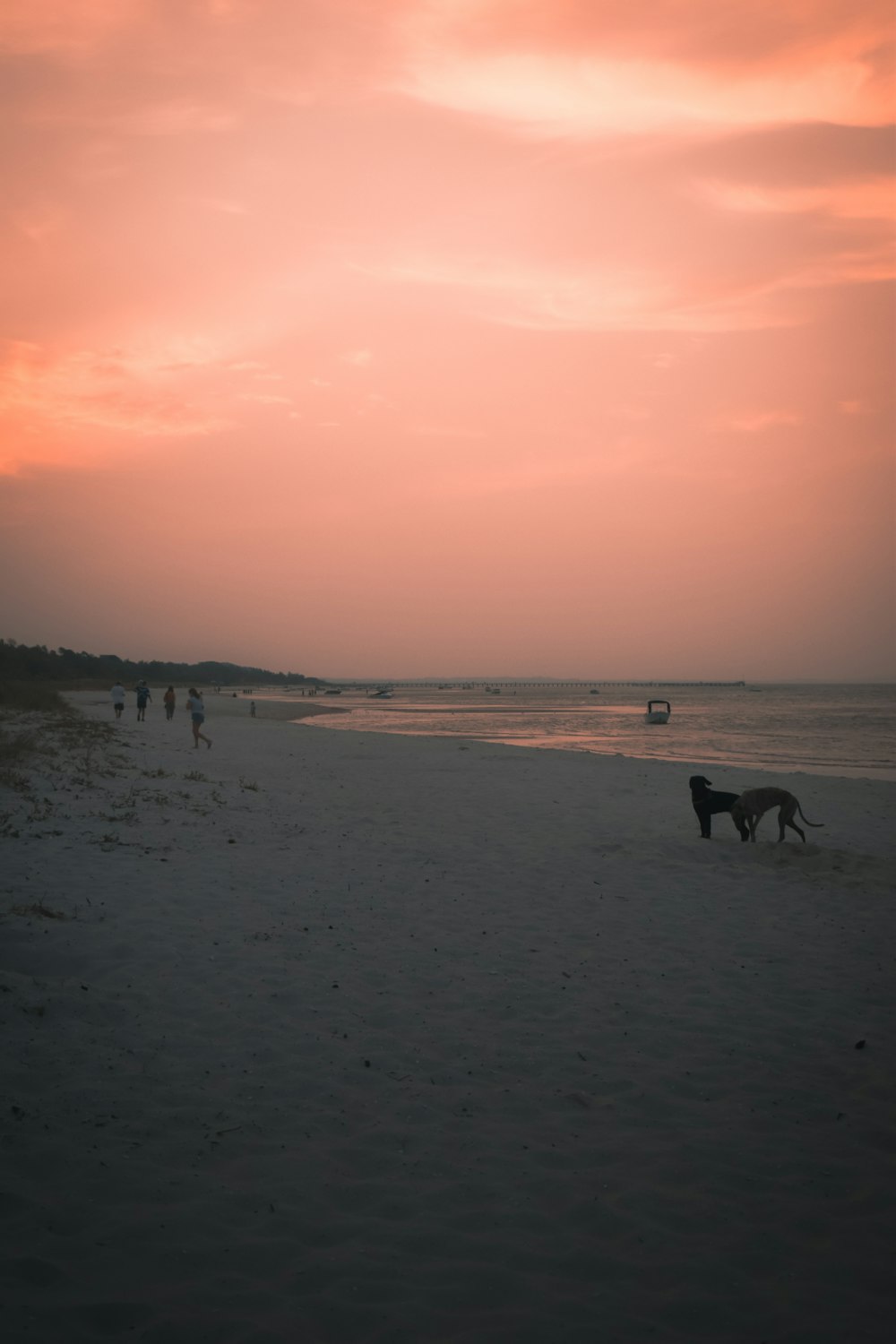 people on beach during sunset