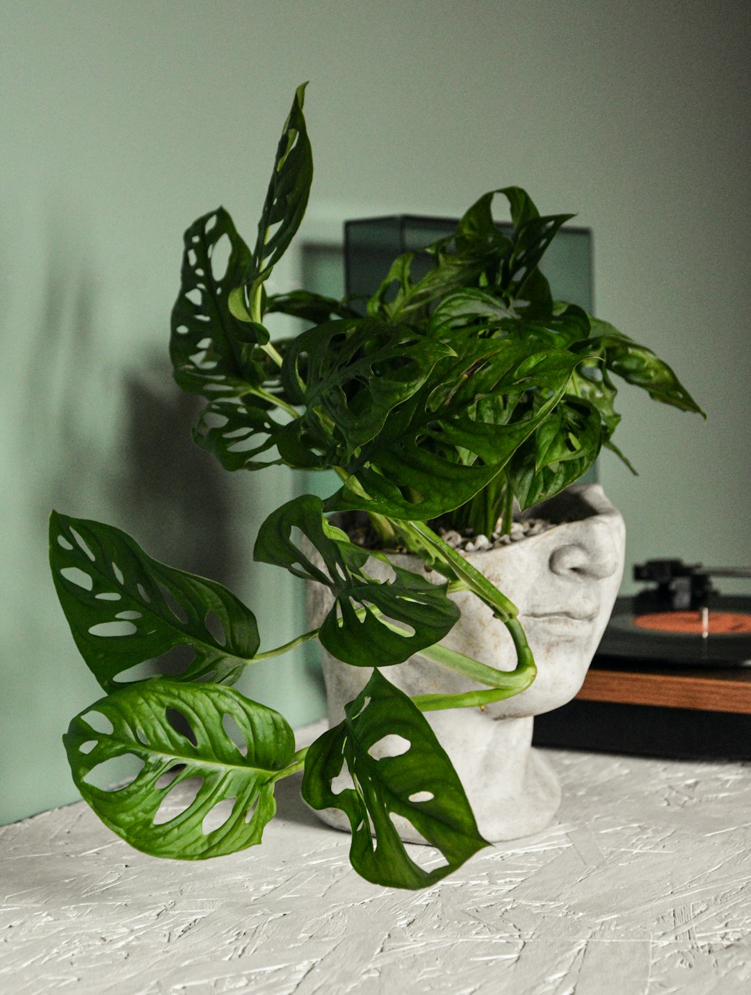 green plant on white ceramic pot