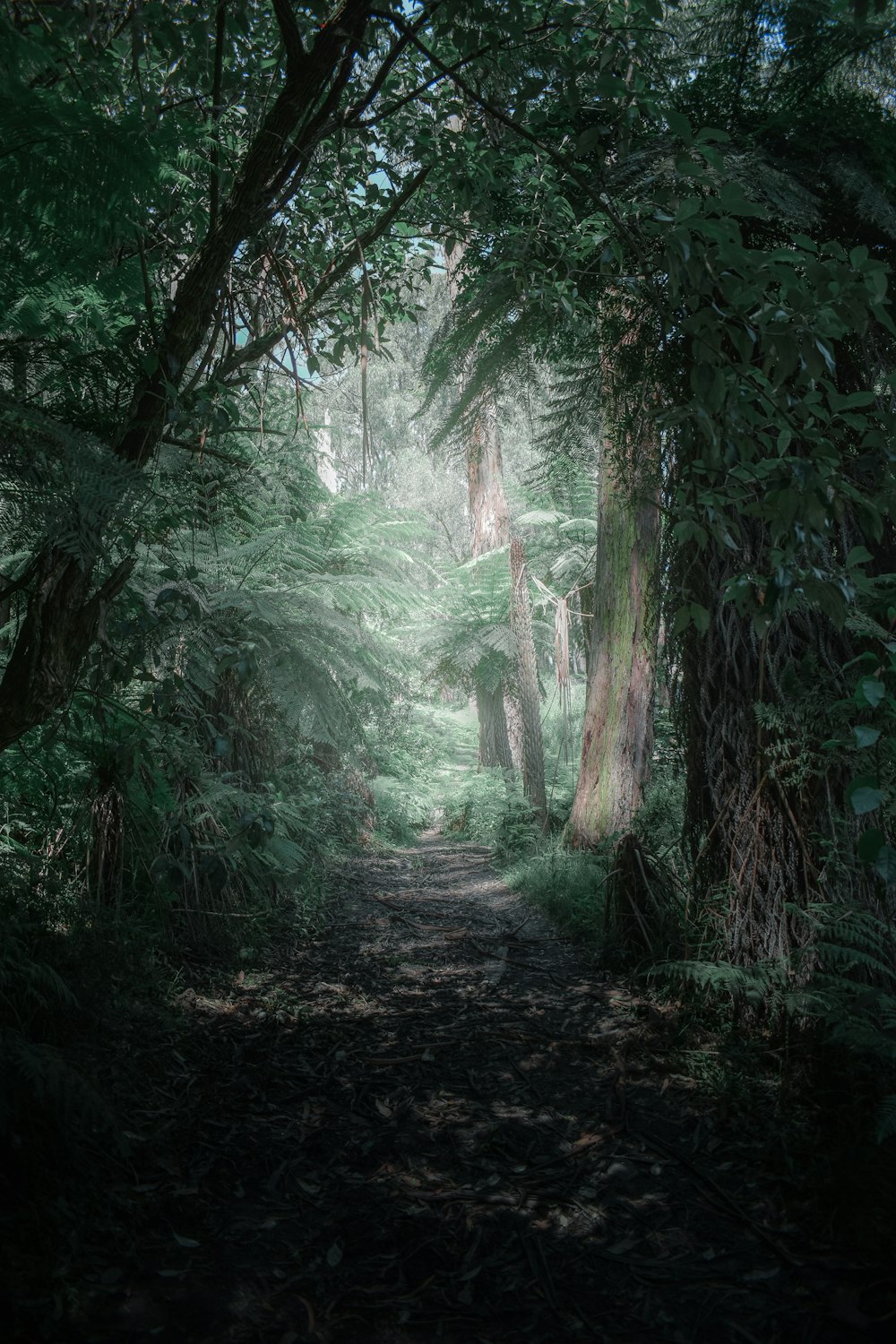 green trees on forest during daytime