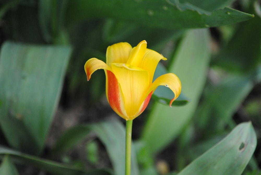 yellow tulip in bloom during daytime