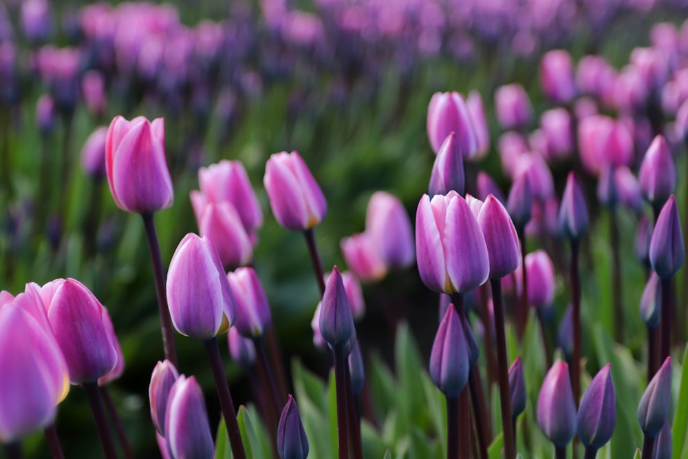 purple crocus flowers in bloom during daytime