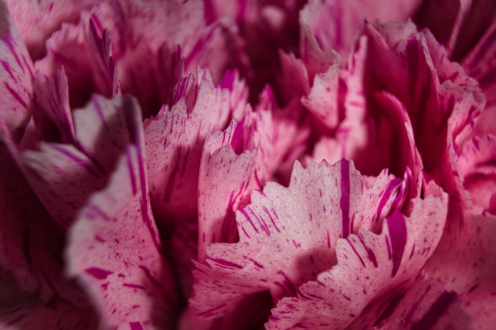 pink flower in macro shot