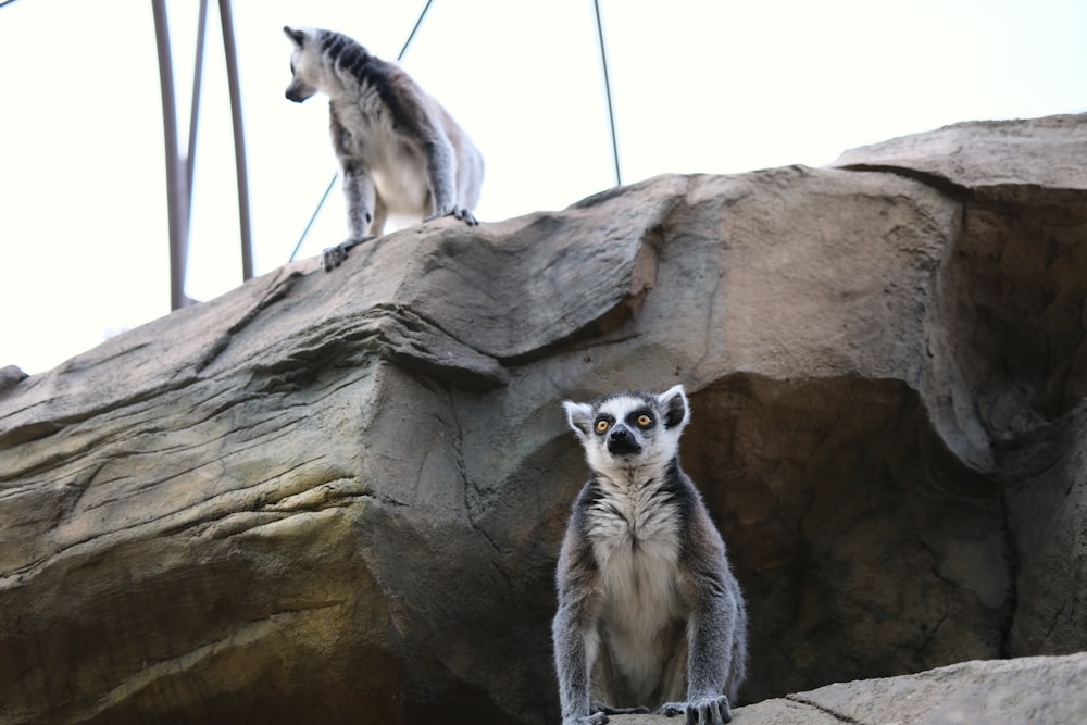 white and black lemur on brown rock