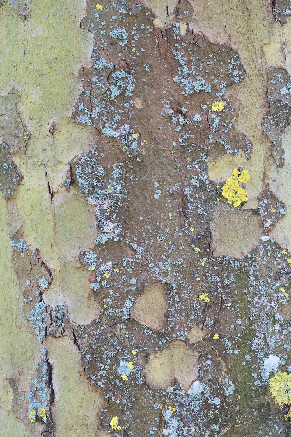 yellow leaves on brown concrete floor