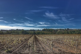 green grass field under blue sky during daytime