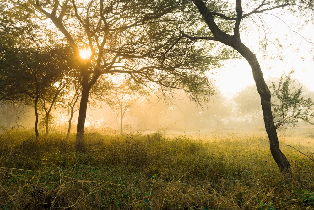 green grass field with trees during daytime