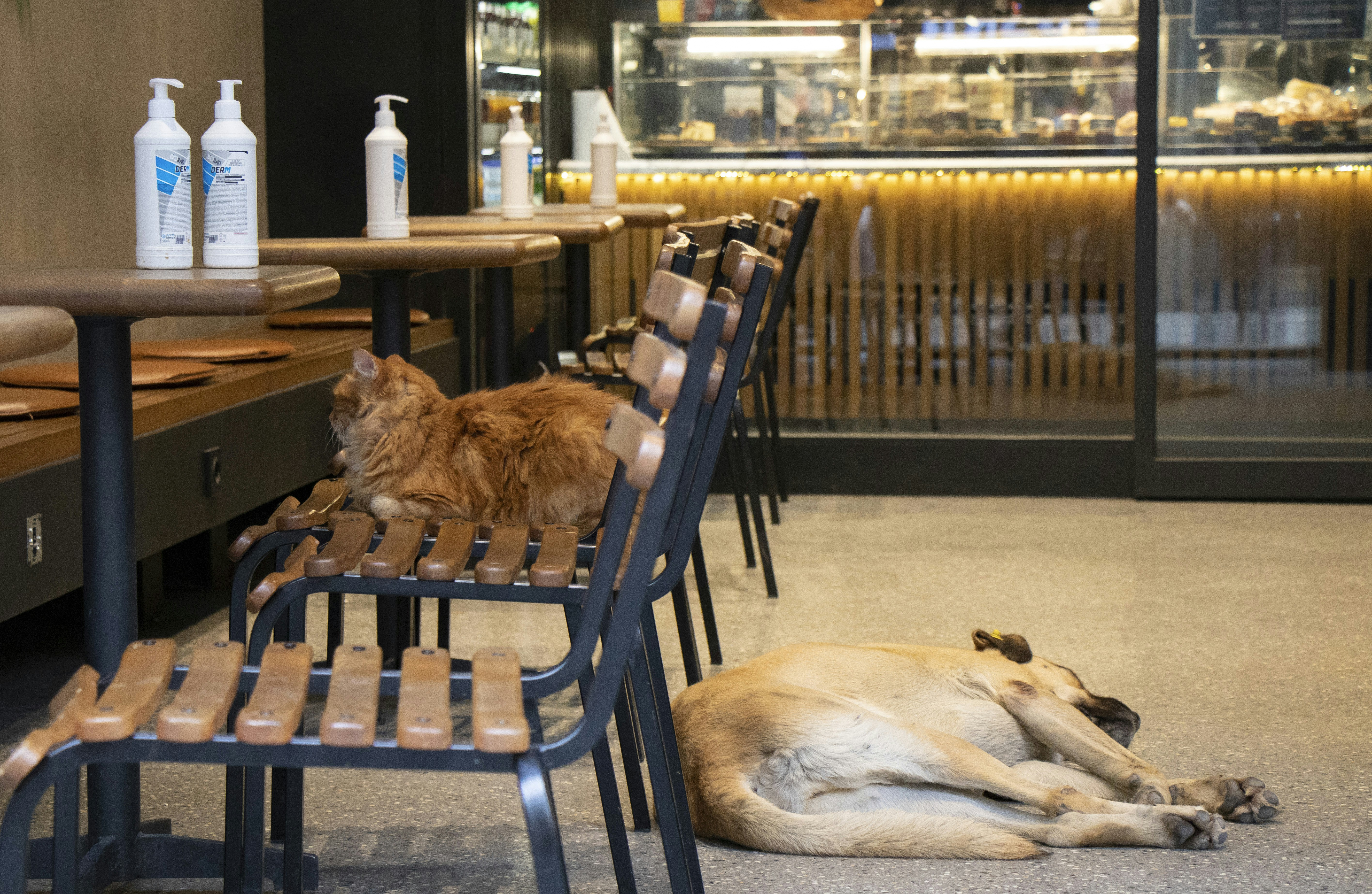 Lion dog relaxing on cafe floor