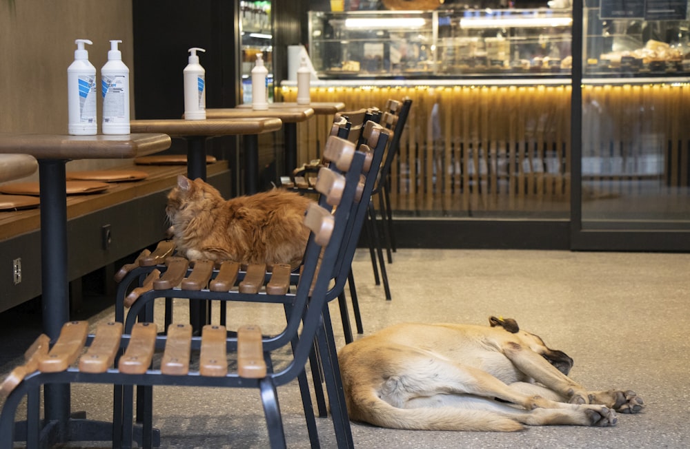 brown lion lying on floor