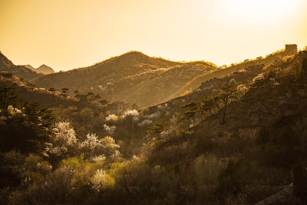 green trees on mountain during daytime