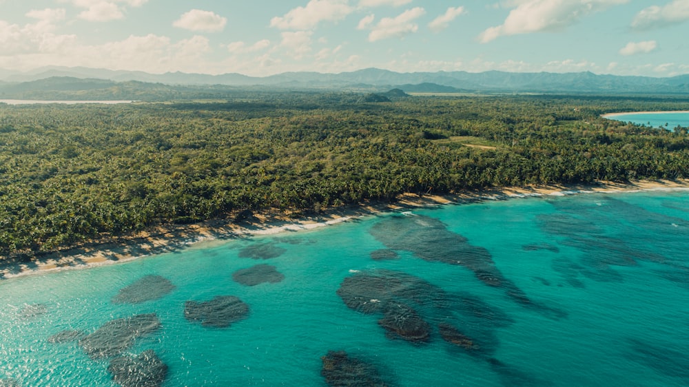 Árboles verdes cerca de un cuerpo de agua azul durante el día