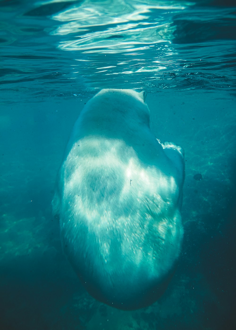 underwater photography of blue water