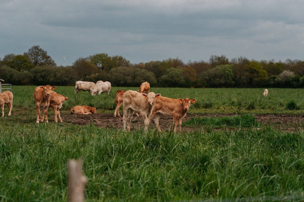 herd of goats on green grass field during daytime