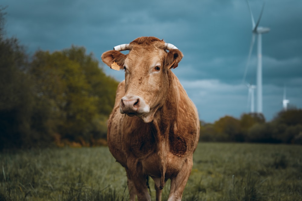 brown cow on green grass field under blue sky during daytime