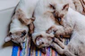 white and brown cat lying on blue and red textile