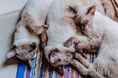 white and brown cat lying on blue and red textile