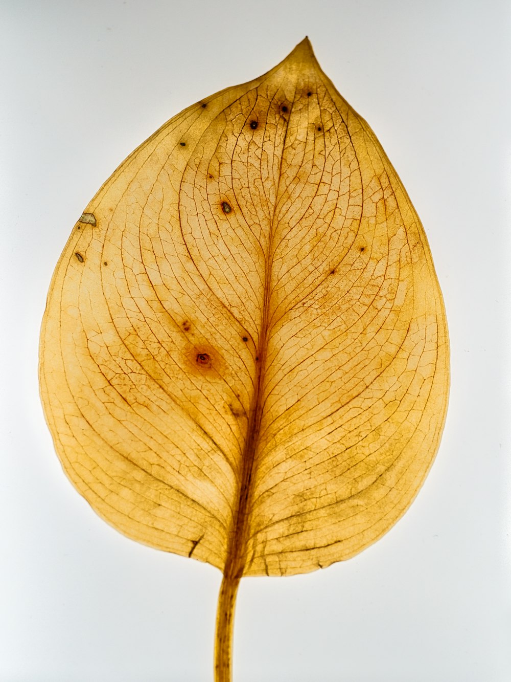 yellow leaf with white background