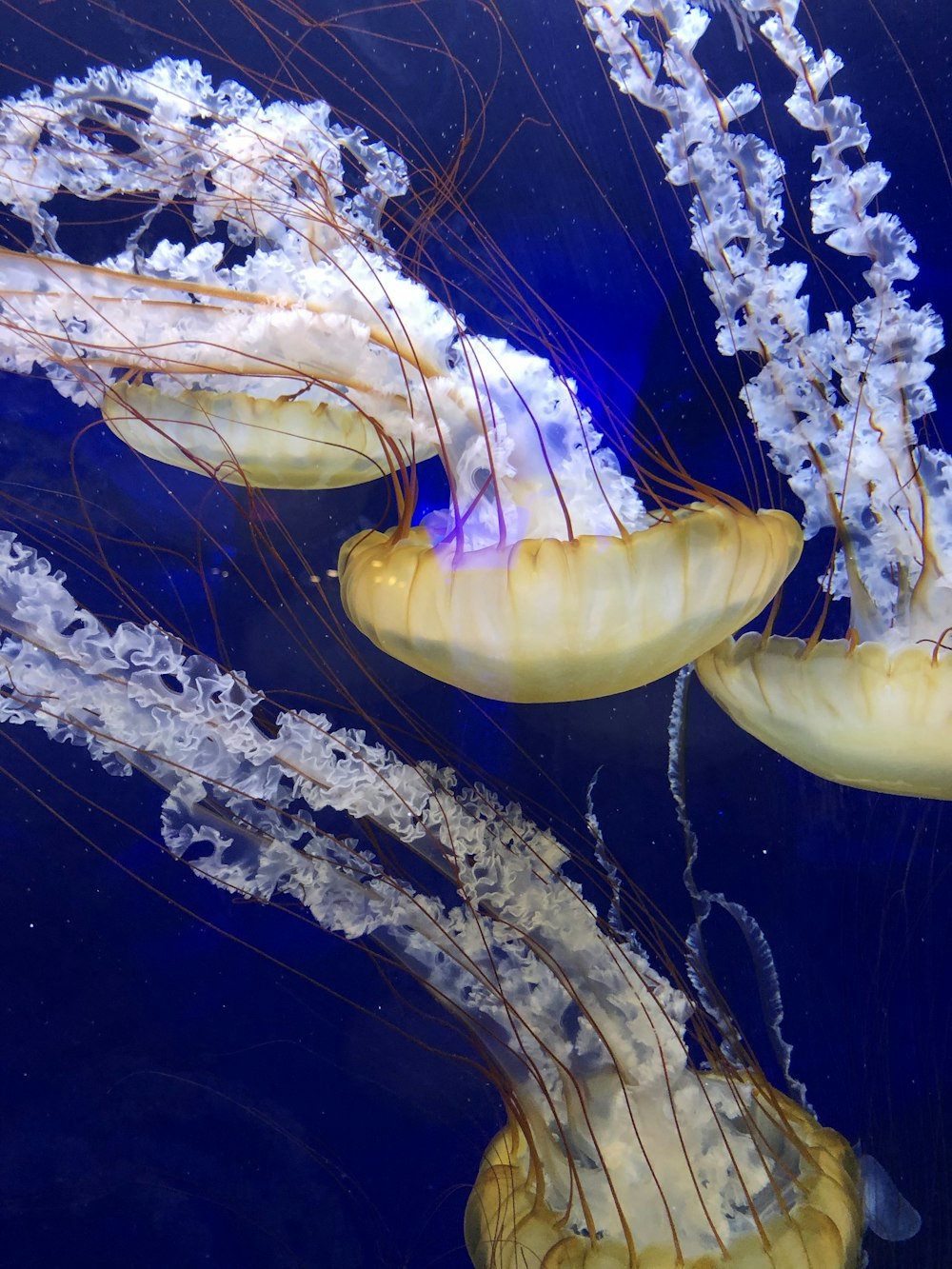 meduse gialle in acqua durante il giorno