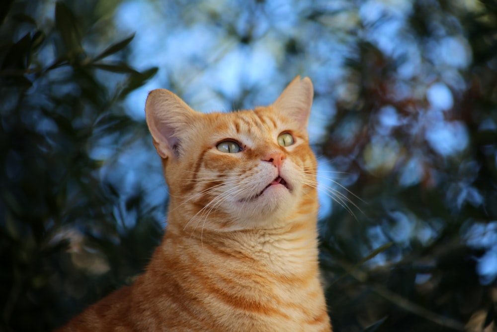 gato atigrado naranja en lente de cambio de inclinación