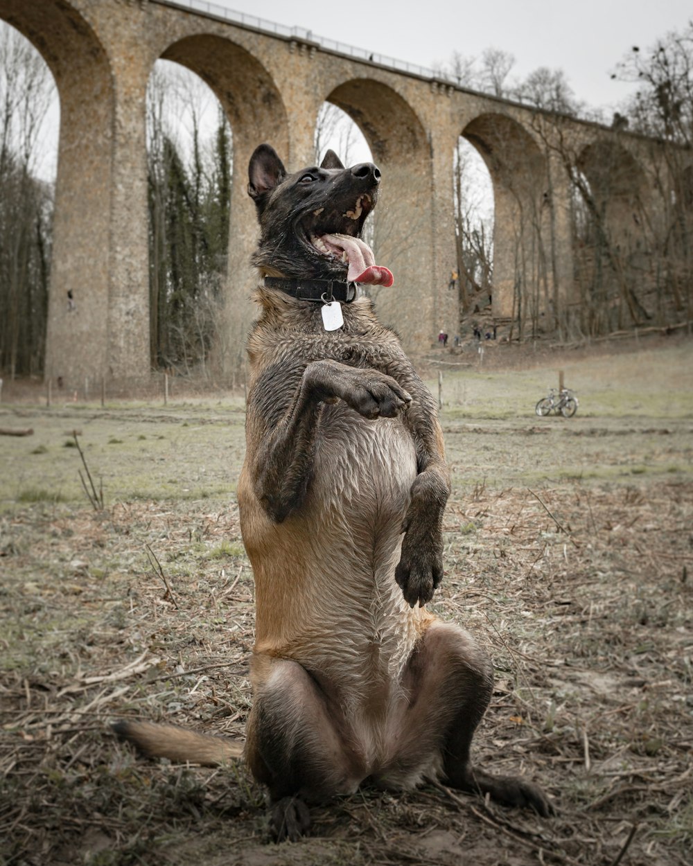 brown and black german shepherd on brown grass field during daytime