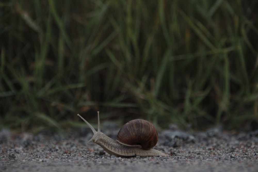 brown snail on gray sand during daytime