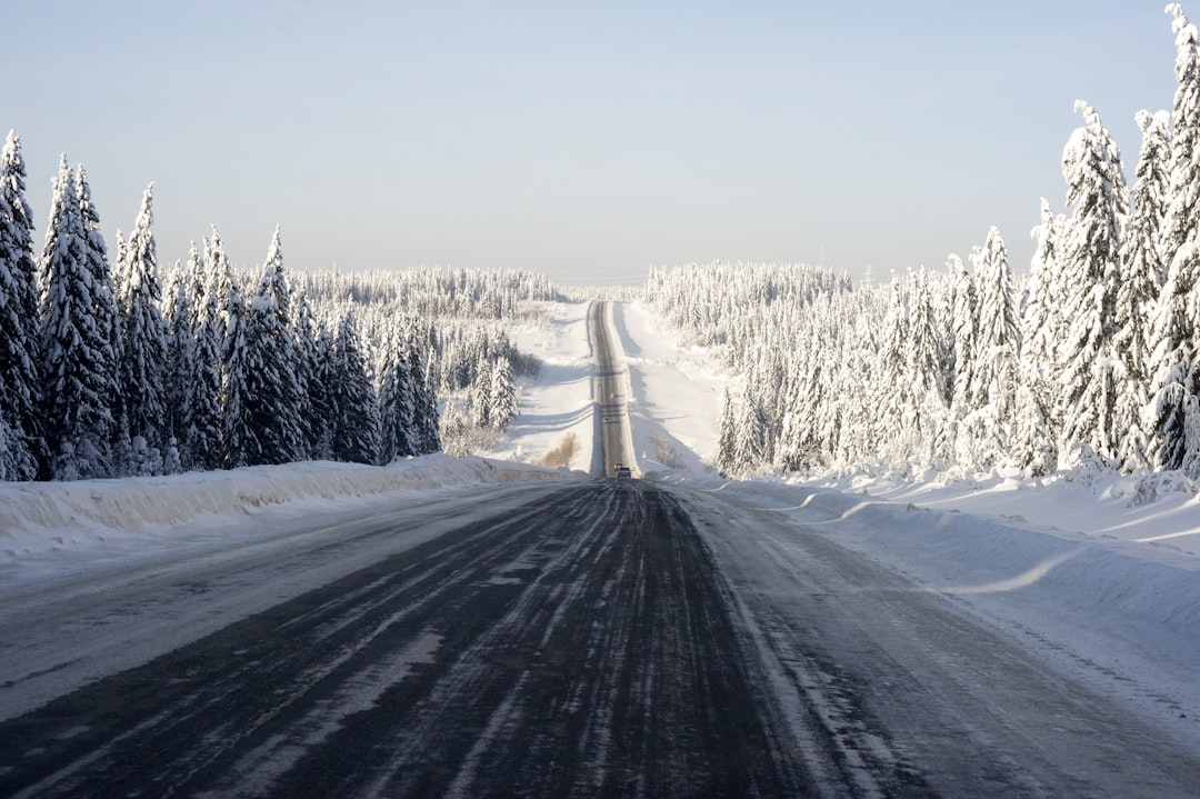 snow covered road between trees during daytime