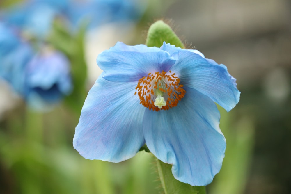 Flor azul en lente de cambio de inclinación