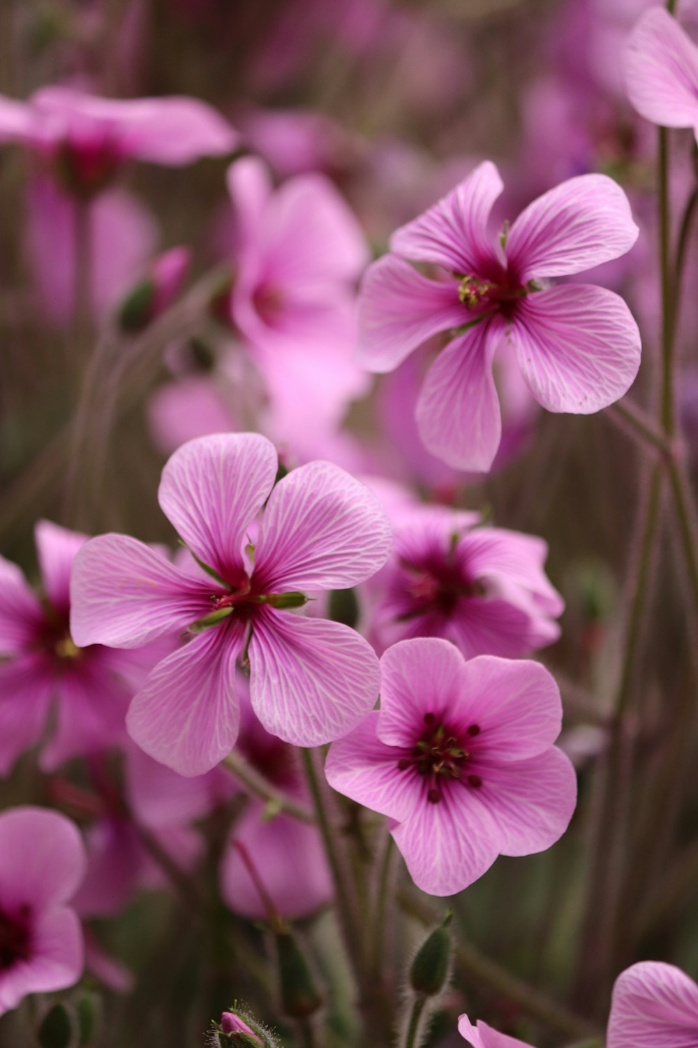 purple and white flower in macro shot