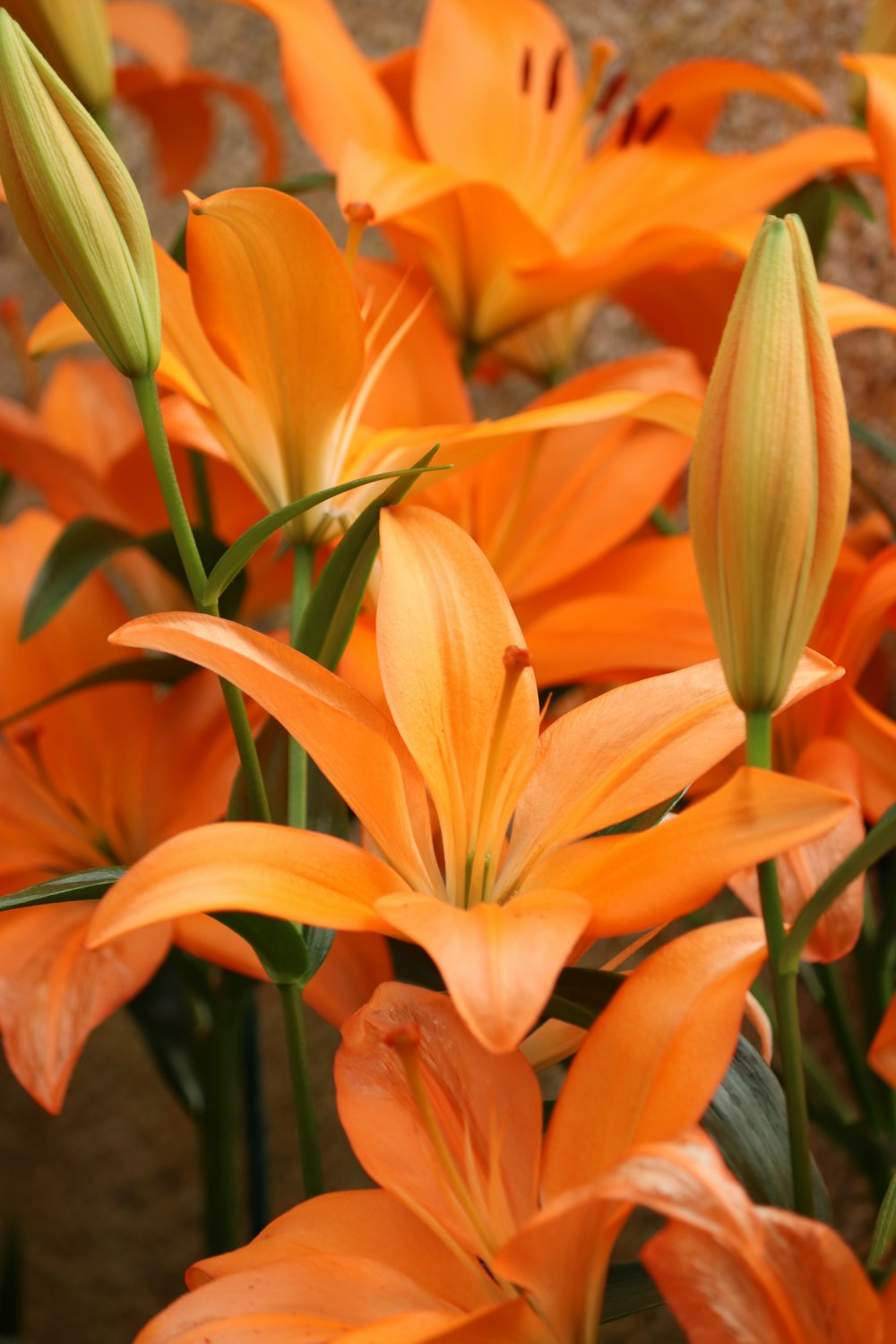 クローズアップ写真のオレンジ色の花