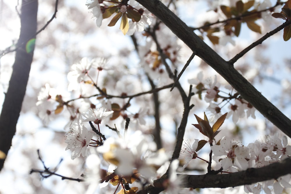 white cherry blossom in bloom during daytime