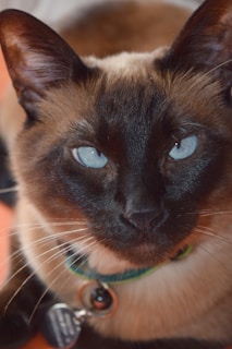 A close-up of a Siamese cat with striking blue eyes and dark facial markings. The cat wears a collar with tags and has a sleek, shiny coat.