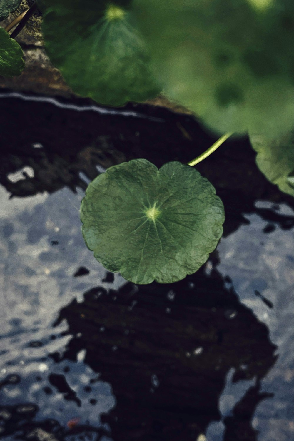 green leaf on gray rock