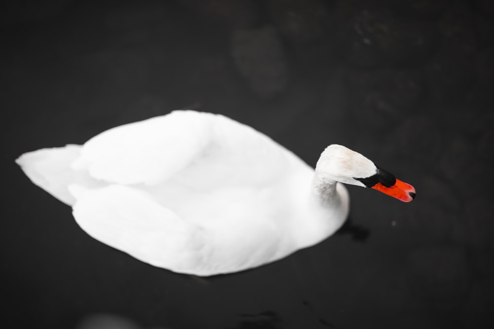 white swan on water during daytime