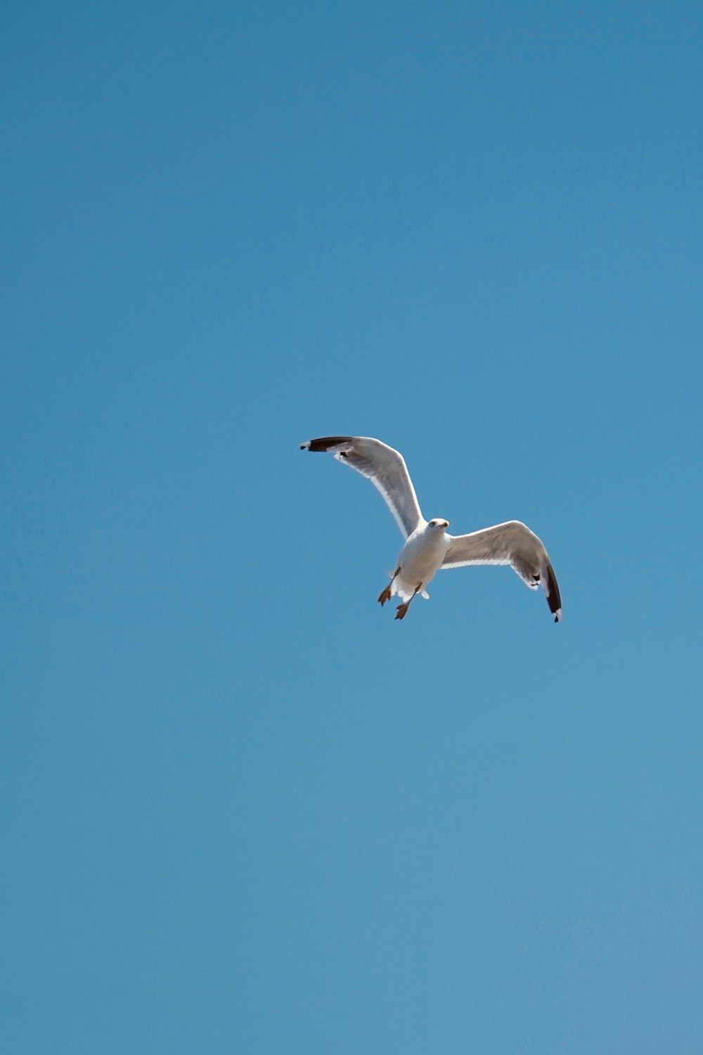 white bird flying under blue sky during daytime