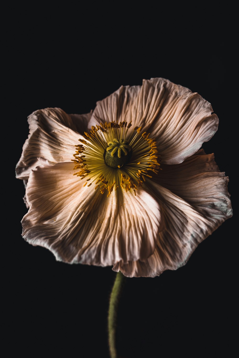 white and yellow flower in close up photography