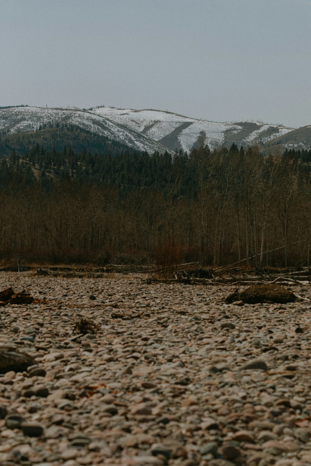 brown trees on brown field during daytime