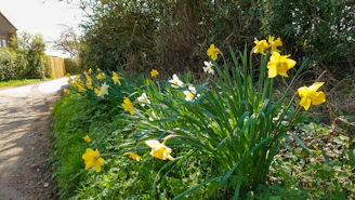 Sunlit pathway lined with blooming daffodils in the garden.
