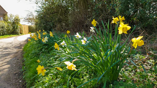 Sunlit pathway lined with blooming daffodils in the garden.