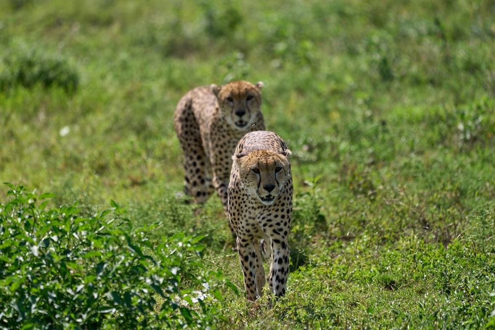 cheetah on green grass field during daytime