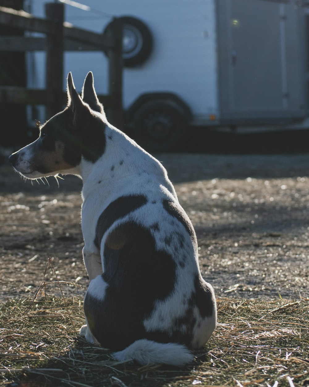 a dog sitting on the ground in front of a trailer