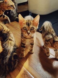 A group of small, spotted kittens with large ears and wide eyes are gathered on a wooden floor. The lighting highlights their fur patterns, and one kitten stands at the center, looking directly at the viewer. The floor appears polished, and the setting seems to be indoors.