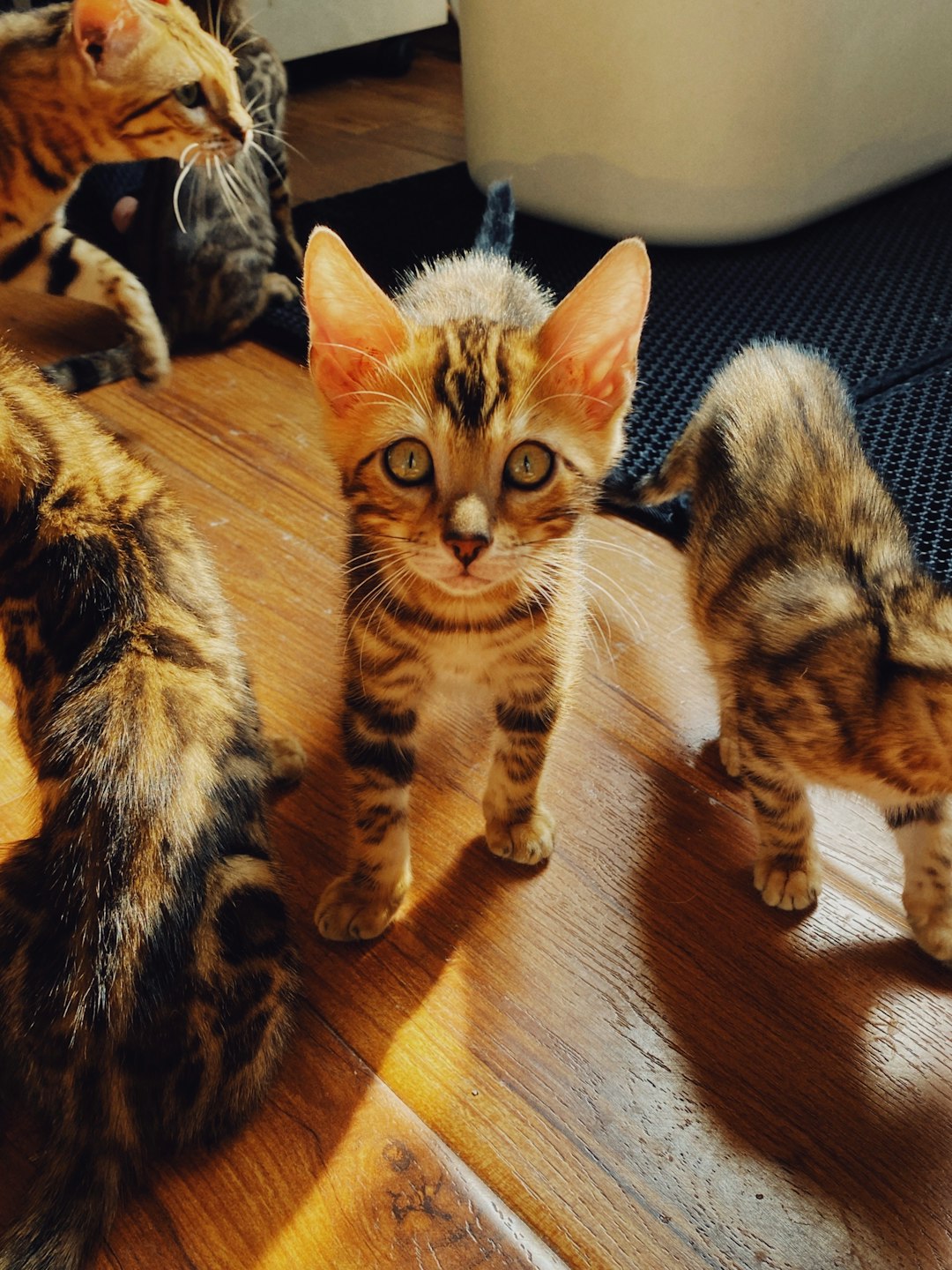 brown tabby kitten on brown wooden floor