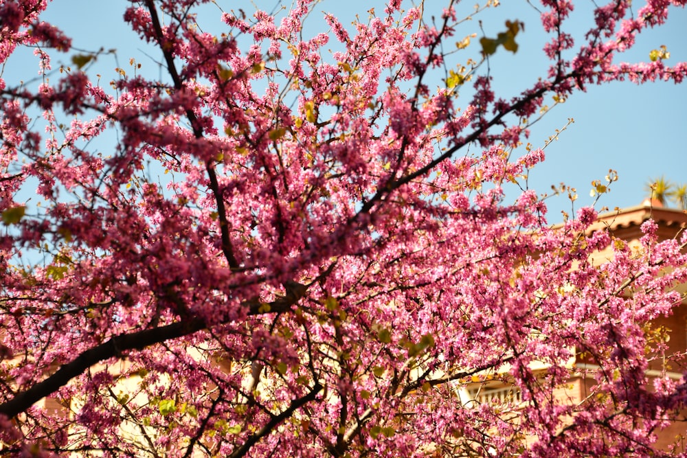 pink cherry blossom tree during daytime