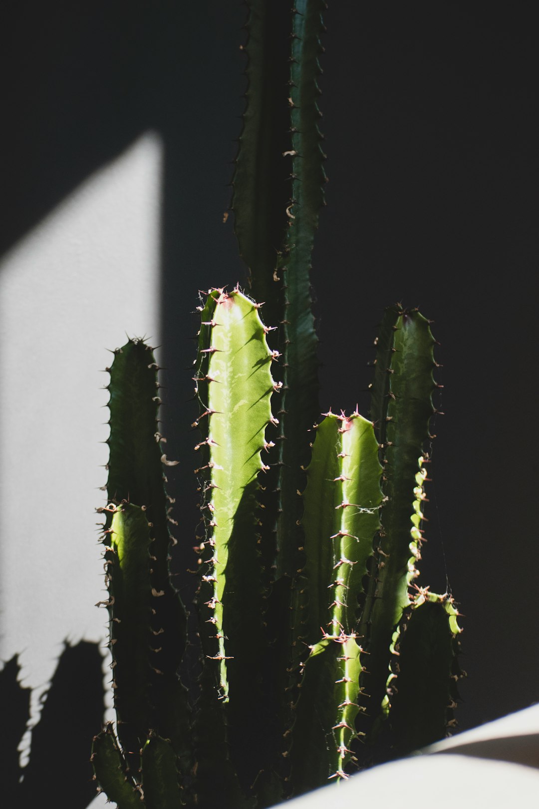 green cactus plant in close up photography