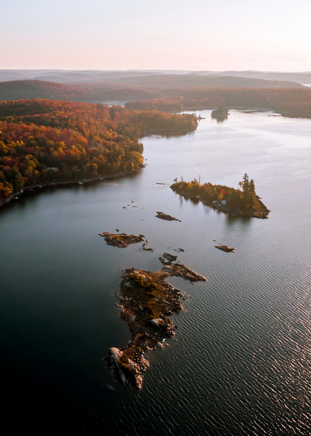 aerial view of green and brown trees beside body of water during daytime